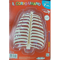 IL CORPO UMANO10
