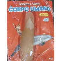 IL CORPO UMANO11