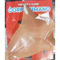 IL CORPO UMANO11