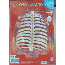 IL CORPO UMANO12