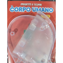 IL CORPO UMANO11