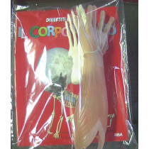 IL CORPO UMANO12